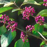 Callicarpa Bodinieri Profusion