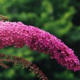 Buddleya Davidii Pink Delight