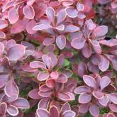 Berberis Thunbergii Admiration