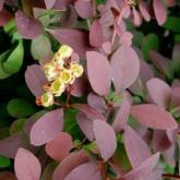 Berberis X Ottewensis Auricoma