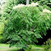 Aralia Elata