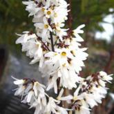 Abeliophyllum Distichum