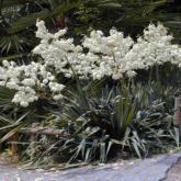 Yucca Filamentosa