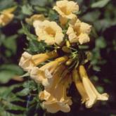 Yellow Trumpet