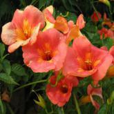Grandiflora