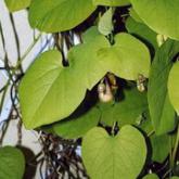 Aristolochia Macrophylla