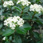 Viburnum Tinus