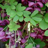 Akebia Quinata