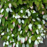 Actinidia Kolomikta