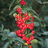 Pyracantha 