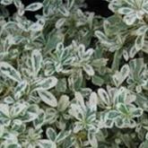 Pyracantha Sparkler
