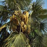 Trachycarpus Fortunei