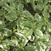 Pittosporum Tenuifolium Variegatum