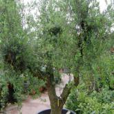 Olea Europea Olea Europea