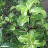 Pittosporum Tenuifolium Abbotsburry Gold