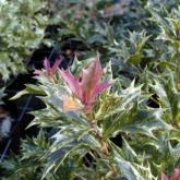 Osmanthus Heterophyllus Tricolor