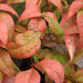 Nandina Domestica Fire Power