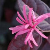 Loropetalum Fire Dance