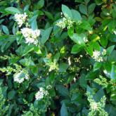 Ligustrum Lucidum
