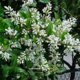 Ligustrum Japonicum Texanum