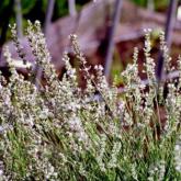 Lavandula Angustifolia Grosso
