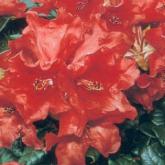 Scarlet Wonder