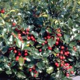 Ilex Aquifolium Alaska