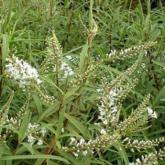 Hebe Microphylla