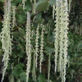Garrya Elliptica