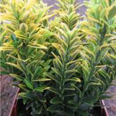 Euonymus Micro. Aureomarginata