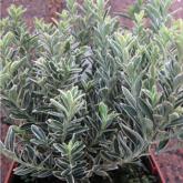 Euonymus Micro. Albomarginata