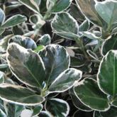 Euonymus Japonicus Kathy