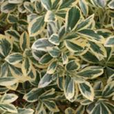 Euonymus Japonicus Bravo