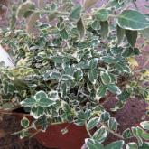 Euonymus Fort. Emerald Gaiety