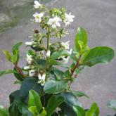 Escallonia Iveyi