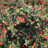 Cotoneaster Franchetii