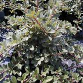 Cotoneaster Damneri Eicholz