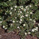 Cotoneaster Coral Beauty