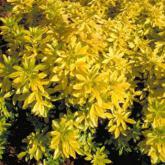 Choisya Ternata Sundance Brica
