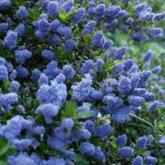 Ceanothus Skylark