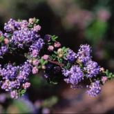 Ceanothus Impressus Pudget Blue