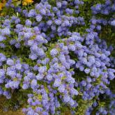 Ceanothus Cynthia Postan