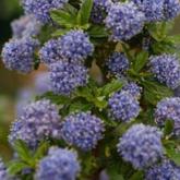 Ceanothus Blue Mound
