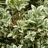 Buxus Sempervirens Elegans
