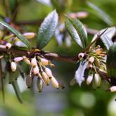 Berberis Julianae