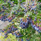Berberis Darwinii