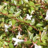 Abelia Grandiflora Prostrata