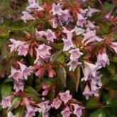 Abelia Edouard Goucher