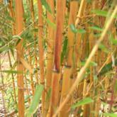 Phyllostachys Aureosculata Alata