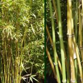 Phyllostachys Rubromarginata
